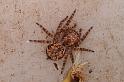 Servaea_vilosa_D7999_Z_88_North Stradbroke island_Australie